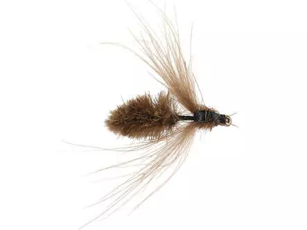Brown CDC Bee