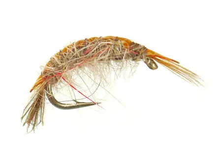 Classic Gammarus Olive