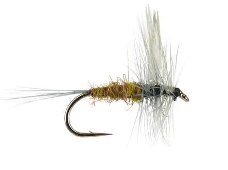 Brown Olive Dun