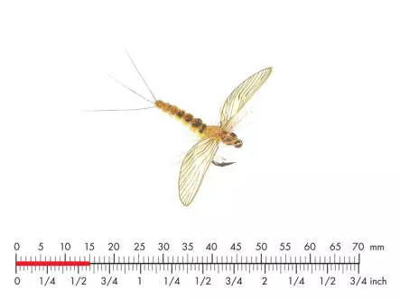 Mayfly Spent 3 Sulphur 15mm