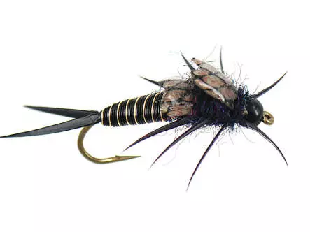 Copperback Stone - Black