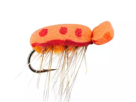 Orange Foam Beetle
