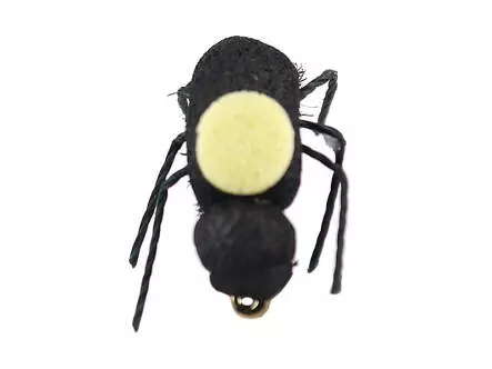 Peacock Beetle