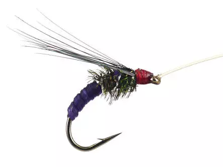 Franz Bipeack Violet