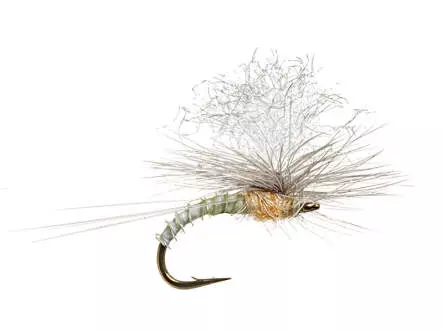 Christiaens GT Adult - PMD