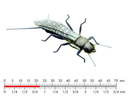 Stonefly Adult 3 Black 22mm