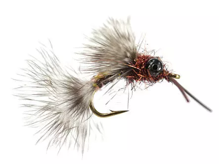 Brown Leg Dragonfly Nymph