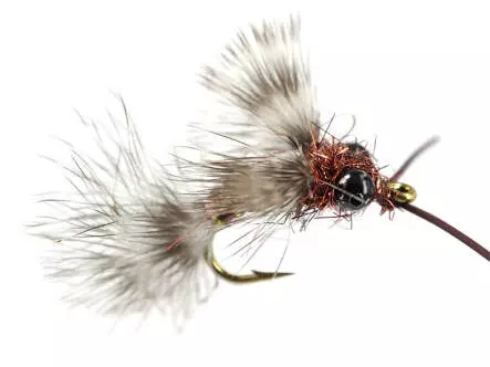 Brown Leg Dragonfly Nymph