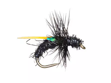 G7 Black Ant 01