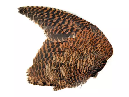 ALA DE BECADA hotfly