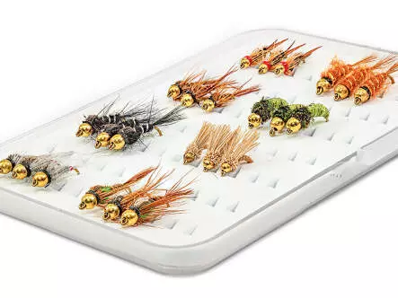 Selección NINFAS CABEZA DORADA EVERY DAY - 24...