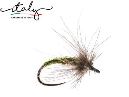 Olive Sedge CDC Pupa BL