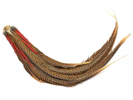 COLA COMPLETA DE FAISAN DORADO hotfly