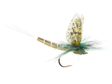 Green Drake Eastern