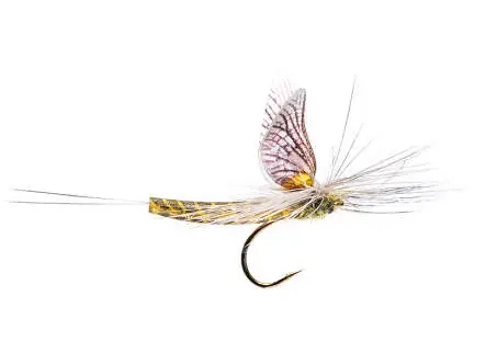 Green Drake Western Para