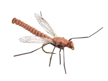 Daddy Long Legs