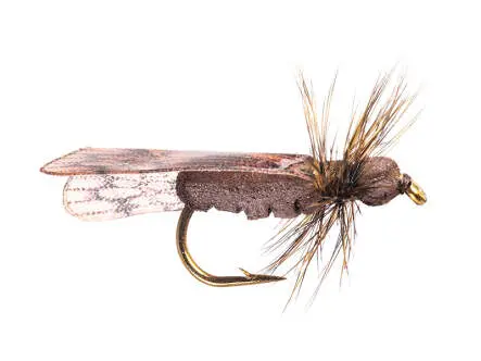 Dark Caddis