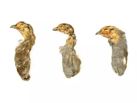 PERDIZ INGLESA (perdix perdix) - Cabeza y Cuello