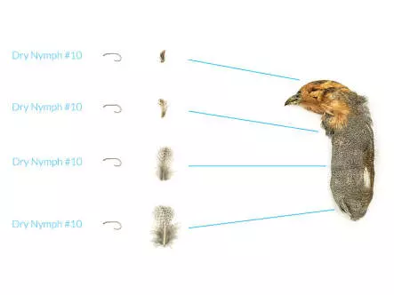 PERDIZ INGLESA (perdix perdix) - Cabeza y Cuello