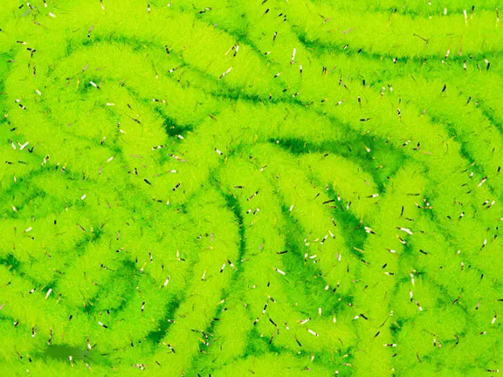 WORM CHENILLE PLUS GOLD hotfly - 3 mm - 200 cm - chartreuse
