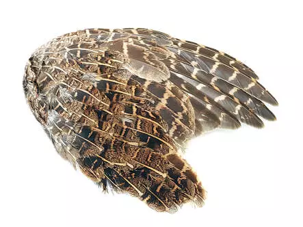 ALA DE PERDIZ INGLESA hotfly