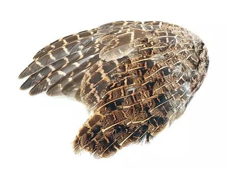 ALA DE PERDIZ INGLESA hotfly