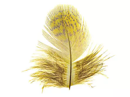 PLUMAS DE PERDIZ INGLESA hotfly - 2 g - dyed yellow