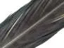 PLUMA DE COLA DE FAISAN 1° CALIDAD hotfly - 1 pcas. -...