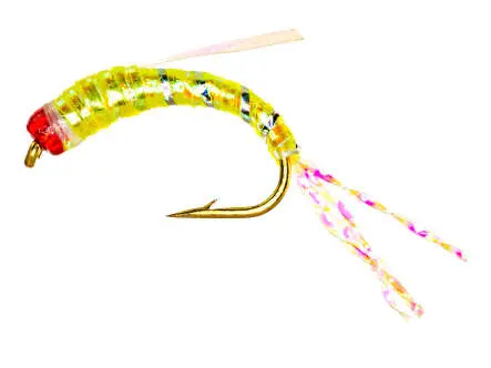 Camolera Alosa agone YELLLOW FLASH