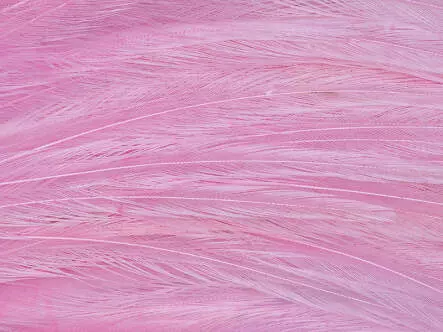 GENETIC HACKLES MINIPATCH hotfly