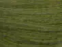 GENETIC HACKLES MINIPATCH hotfly - olive - # 16/18