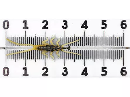 Ninfa plecóptero - amarillo - 40 mm