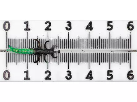 Larva tricóptero - Rhyacophila - verde - 24 mm