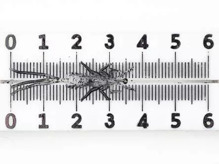 Ninfa efímera - freewater - trasparente - 35 mm