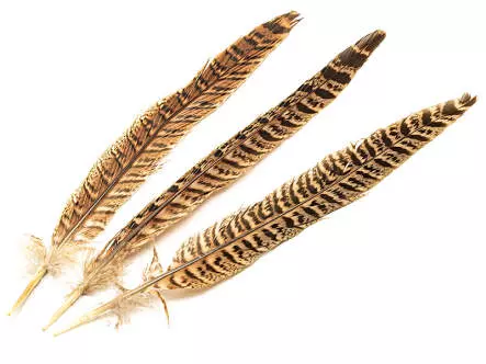 PLUMA DE COLA DE FAISAN HEMBRA hotfly - 3 pz. - 15/25 cm