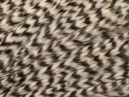 SADDLE keough hackles