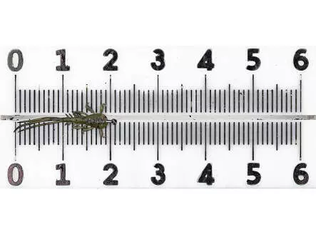 Ninfa efímera - plana - tan - 20 mm