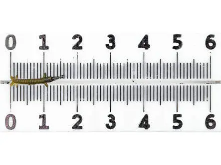Larva quironómido - tan - 15 mm