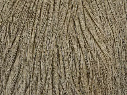 Cuello de gallo COQ DE LEON whiting farms