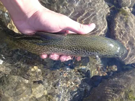 Slickwater Caddis - Black 14