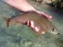 Slickwater Caddis - Black 14