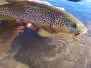 Slickwater Caddis - Black 14
