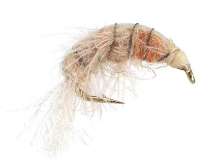 Natural Gammarus 14