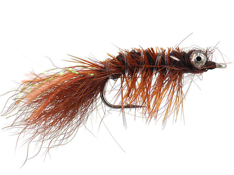 Spawn Prawns Spawning Shrimp Brown