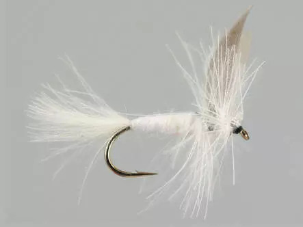 CDC White Winged Dry