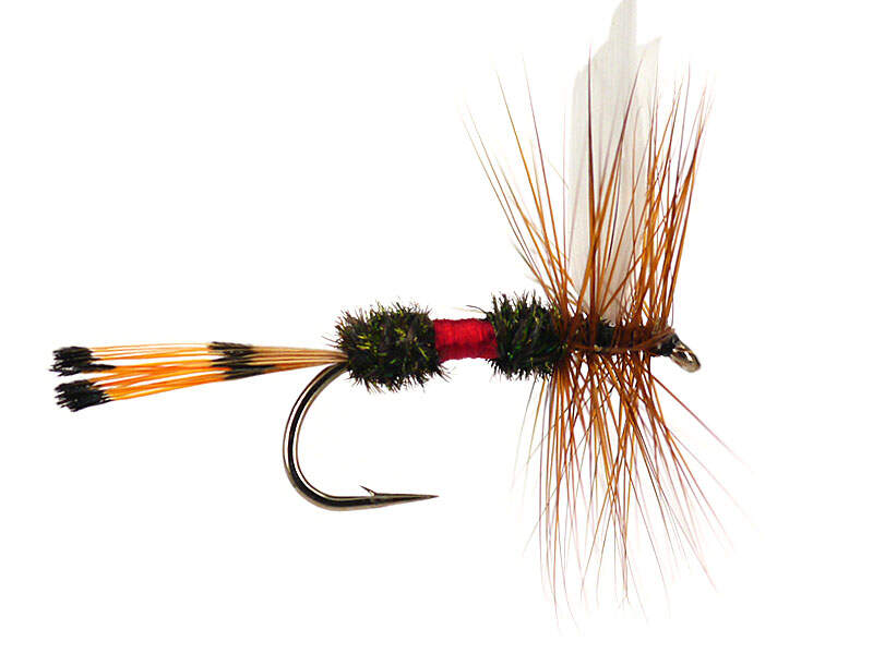 Royal Coachman