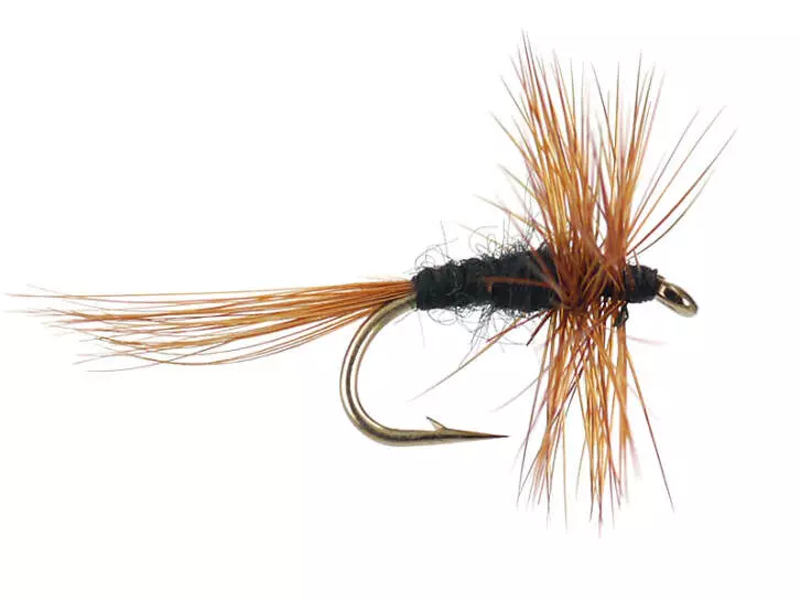 Kites Imperial