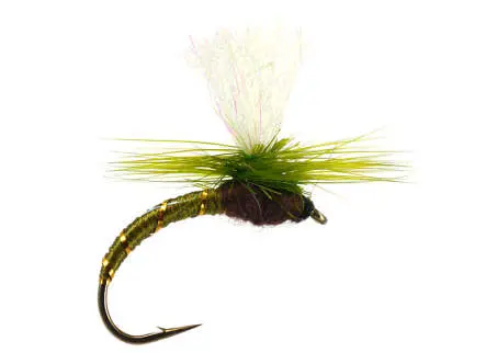 Klinkhammer Olive