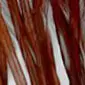 GENETIC HACKLES 100 PACK whiting farms - # 14 - brown