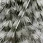 GENETIC HACKLES 100 PACK whiting farms - # 16 - grizzly